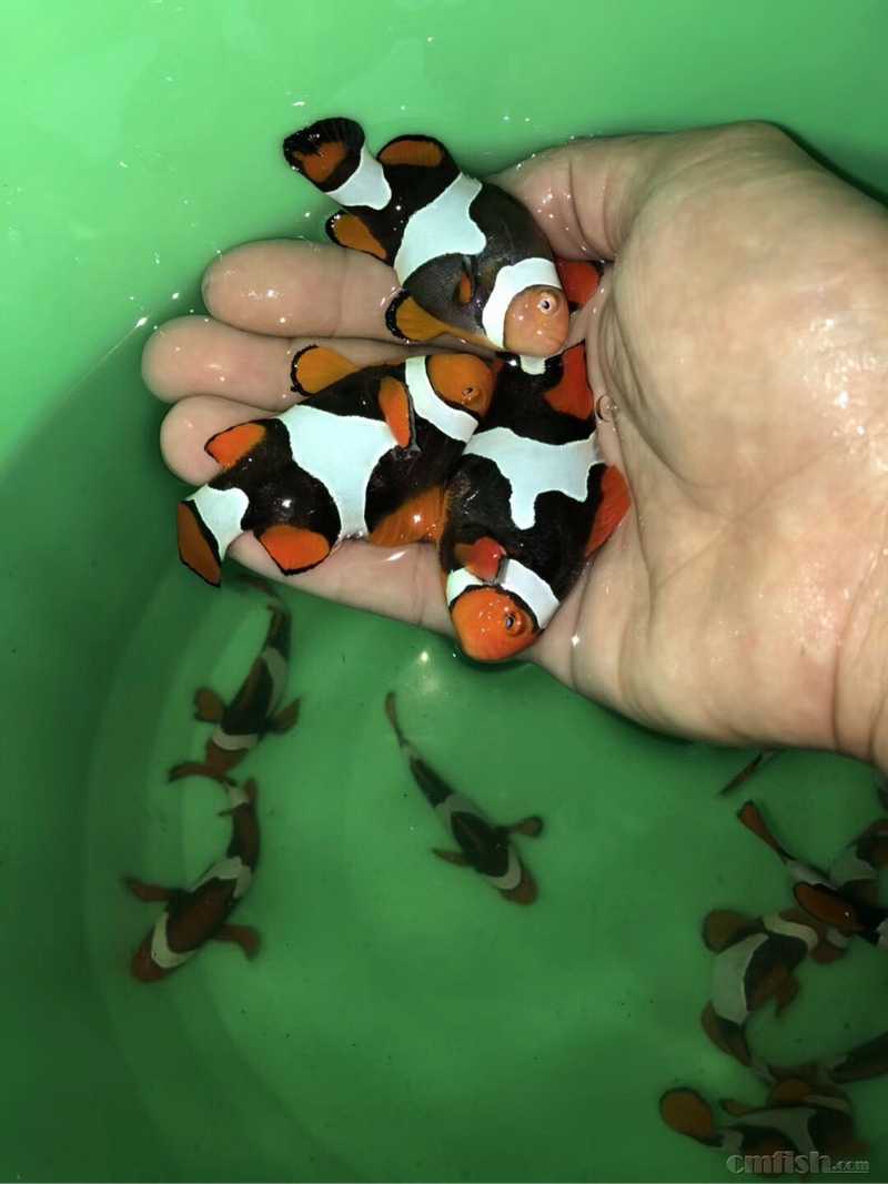 全黑精品黑背心 各种小丑鱼海水鱼到货!全国发货 顺丰到家