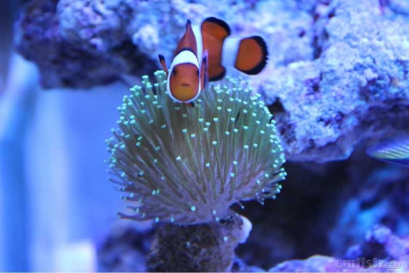 114410ipl1t1fish7c1u77.jpg
