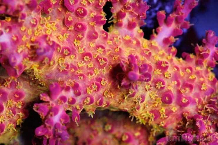 红泥藻产生的根源及防治