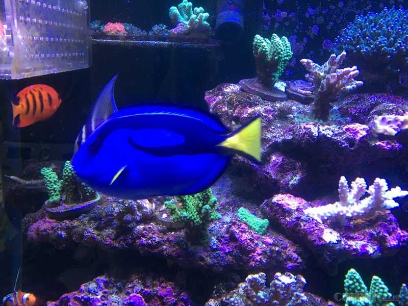 【出售】深圳老鱼蓝吊大帆吊蓝眼吊,送火焰藻.