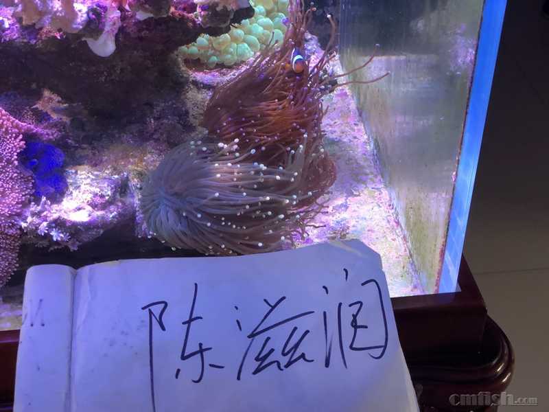 出一个超大幻彩地毯 和两个火柴 地毯45公分