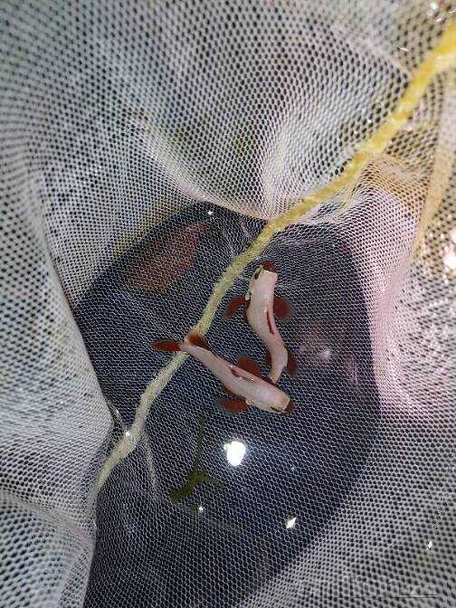 出几条金砖小丑鱼 头部开始发金 4.5厘米