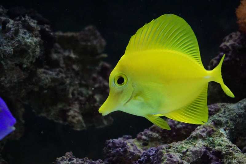 通州上岸出养定黄金吊蓝吊