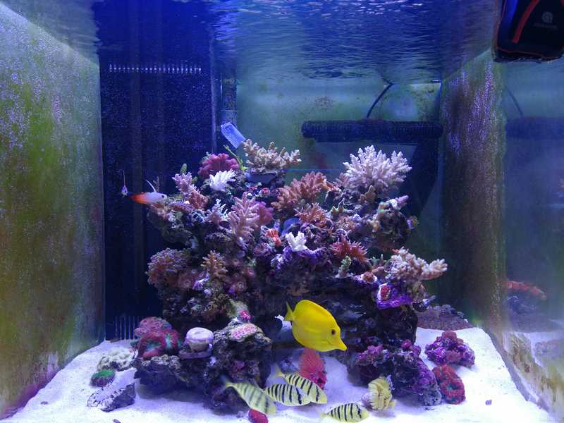 超低价60*60海水珊瑚缸xx设备连生物只需4600
