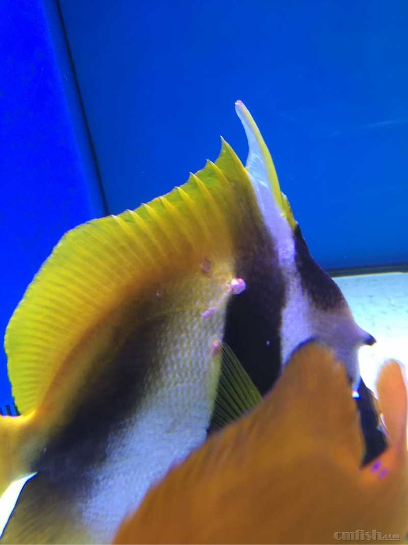 请教澳洲金刀身上出现一些红斑,并长出一些息肉.