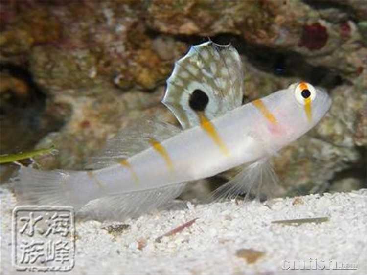 大帆虾虎.jpg