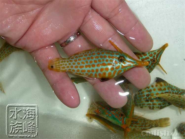 玉米炮弹.jpg
