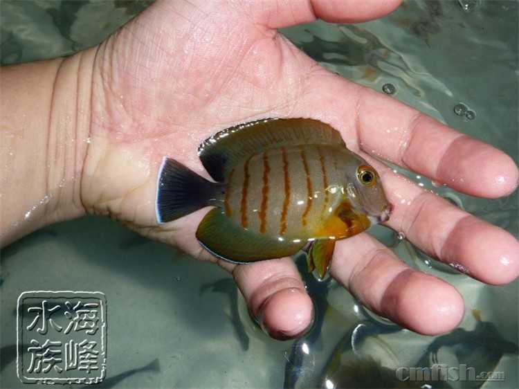 印地安虎纹吊.jpg
