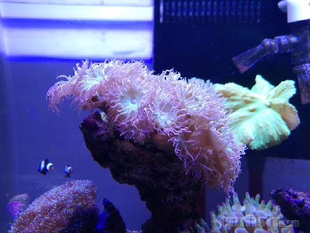 [求助]灯琴突然不开了,三大元素正常~ - lps珊瑚软体 - cmf海友论坛