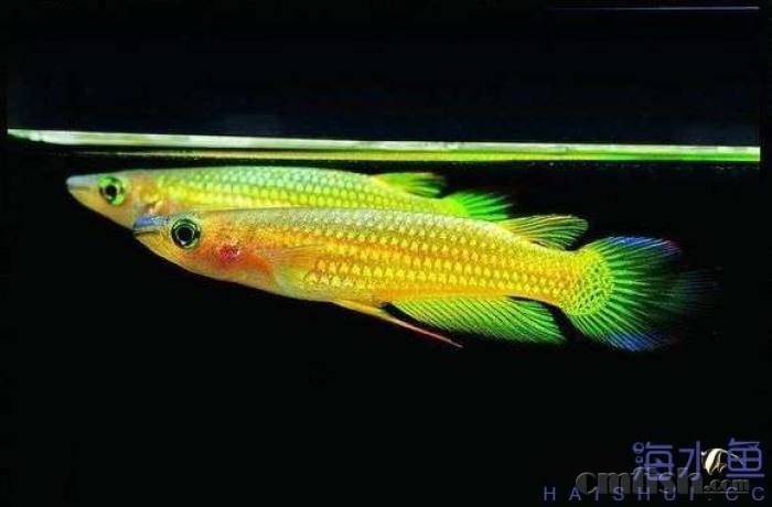 海缸汽水鱼(海鱼太贵,便宜的汽水鱼插花)