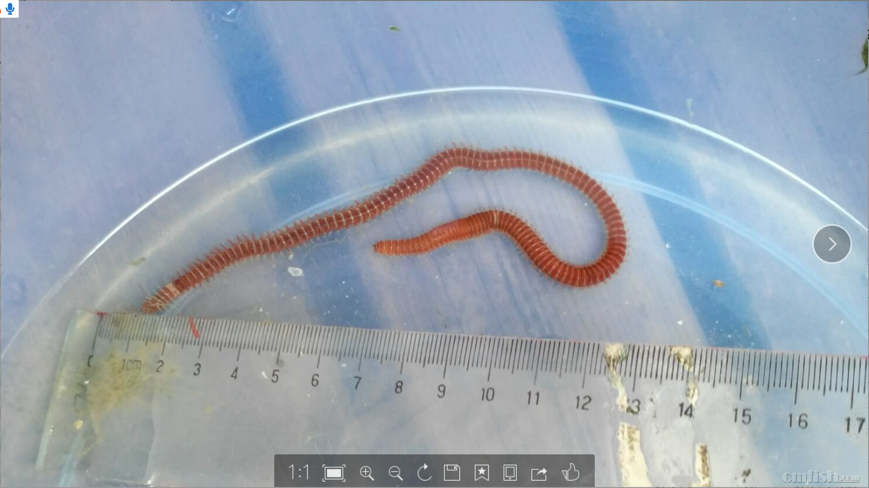 刚毛虫-会吃小鱼?