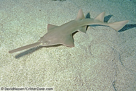 �γݾ���Pristis pectinata3.jpg