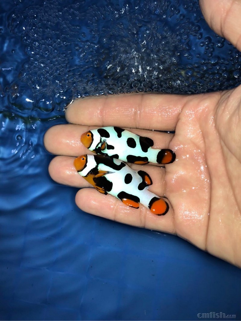 各种海水鱼人工小丑鱼到货