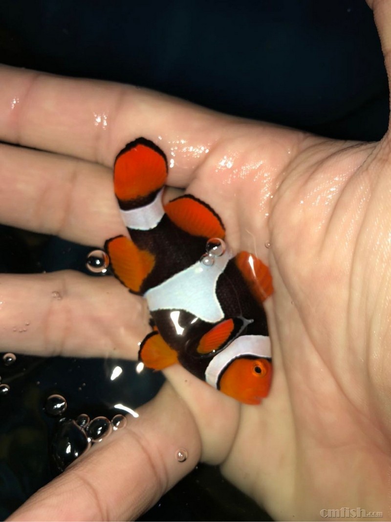 各种海水鱼人工小丑鱼到货