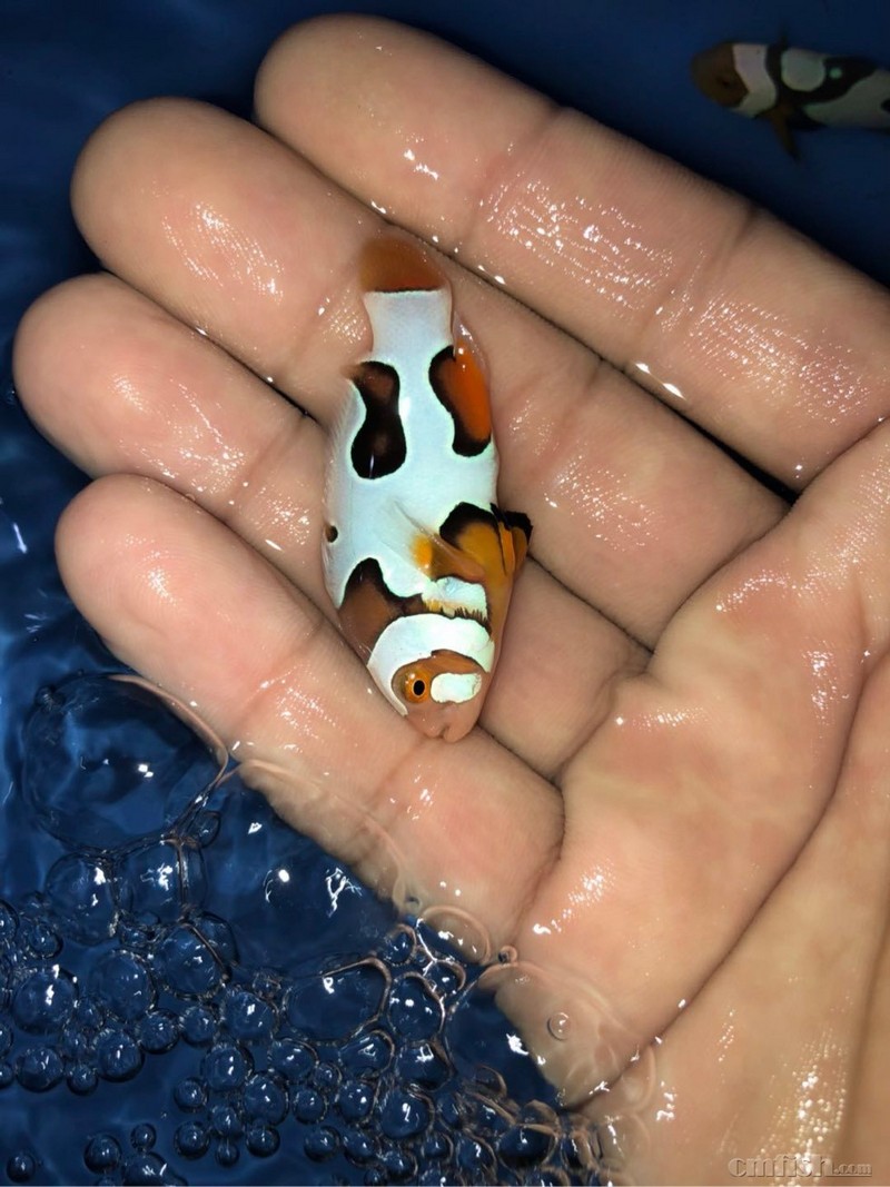 各种海水鱼人工小丑鱼到货