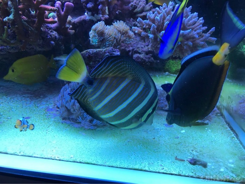 广州出大帆吊和一字吊