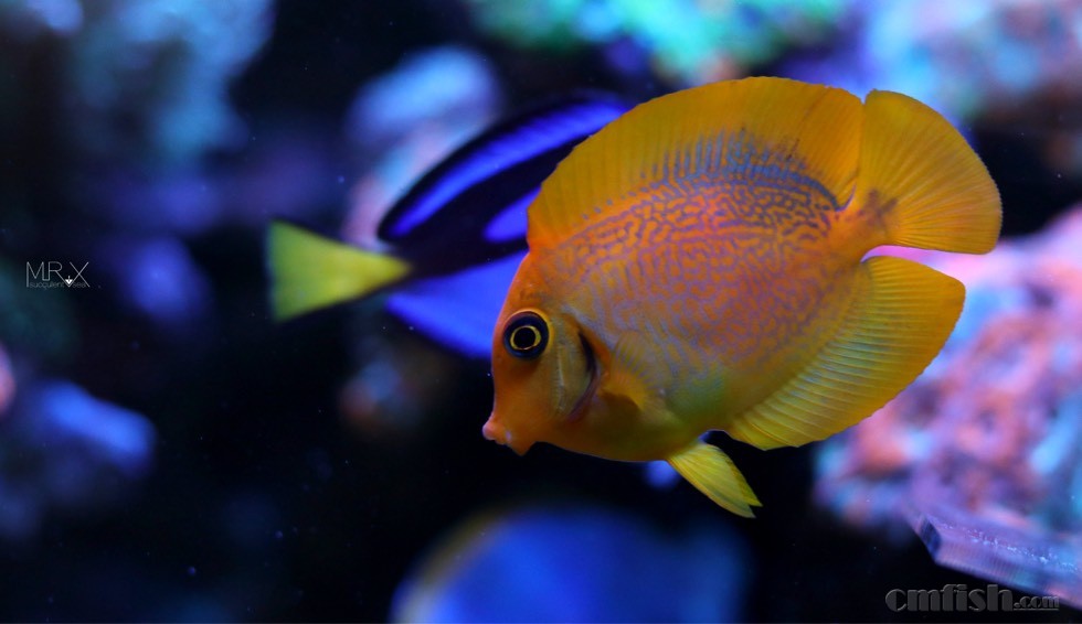 几个月之前,我偶的一只吊,很小  大概4厘米左右 不知道能不能养活