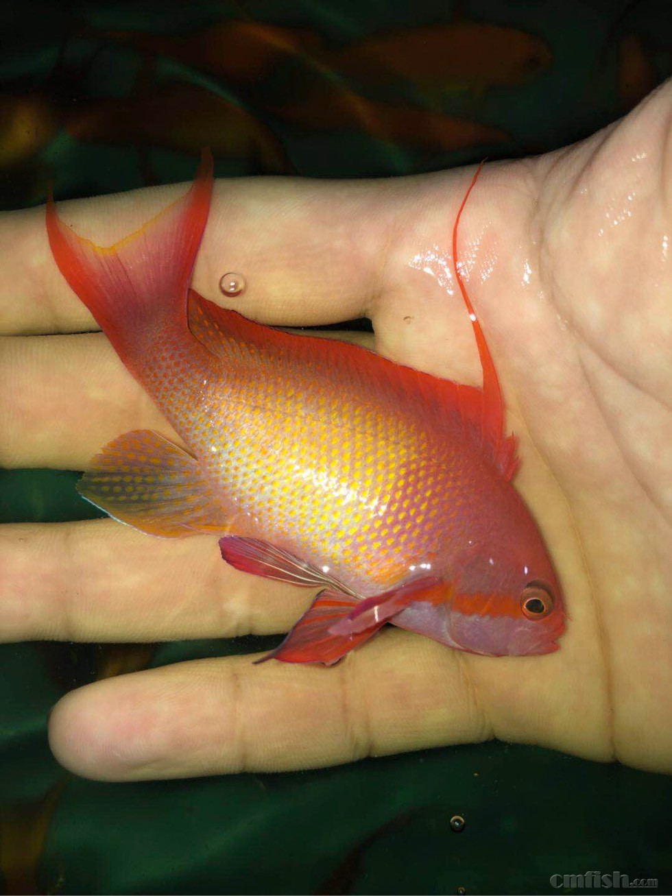 双斑宝石公母 250 m.m.r. 最热卖的海金鱼!好东西不解释了!