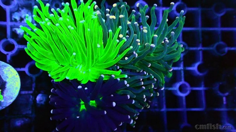 山东地区出两个珊瑚双色短须飞盘三色人工火柴拼盘