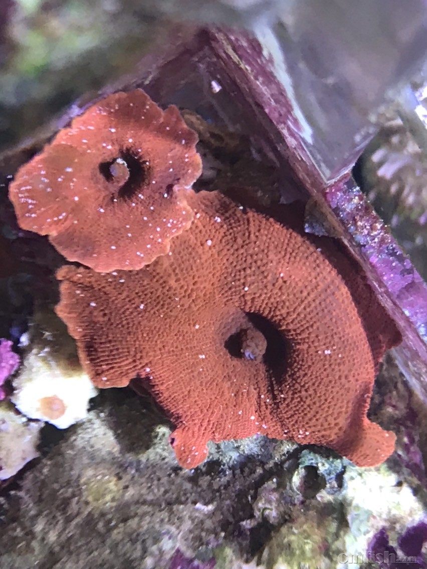 红菇 红菇 - lps珊瑚及软体 - 海友论坛 - powered by discuz!