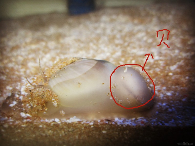 饲养的扁玉螺,以及它干掉的猎物