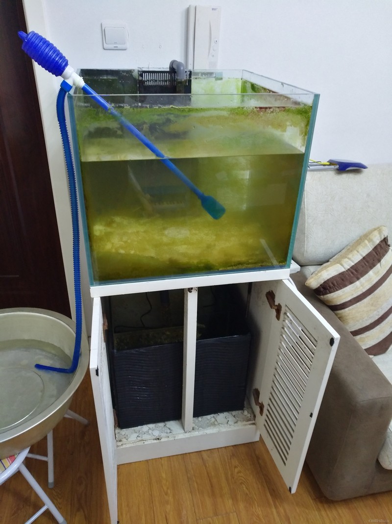 出一个60底滤缸,常营自取.