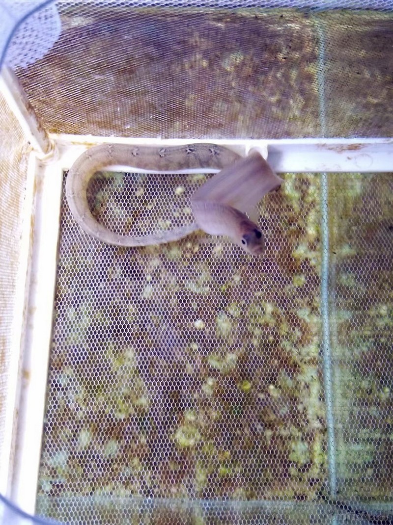 方氏云鳚(高粱叶鱼,面条鱼)