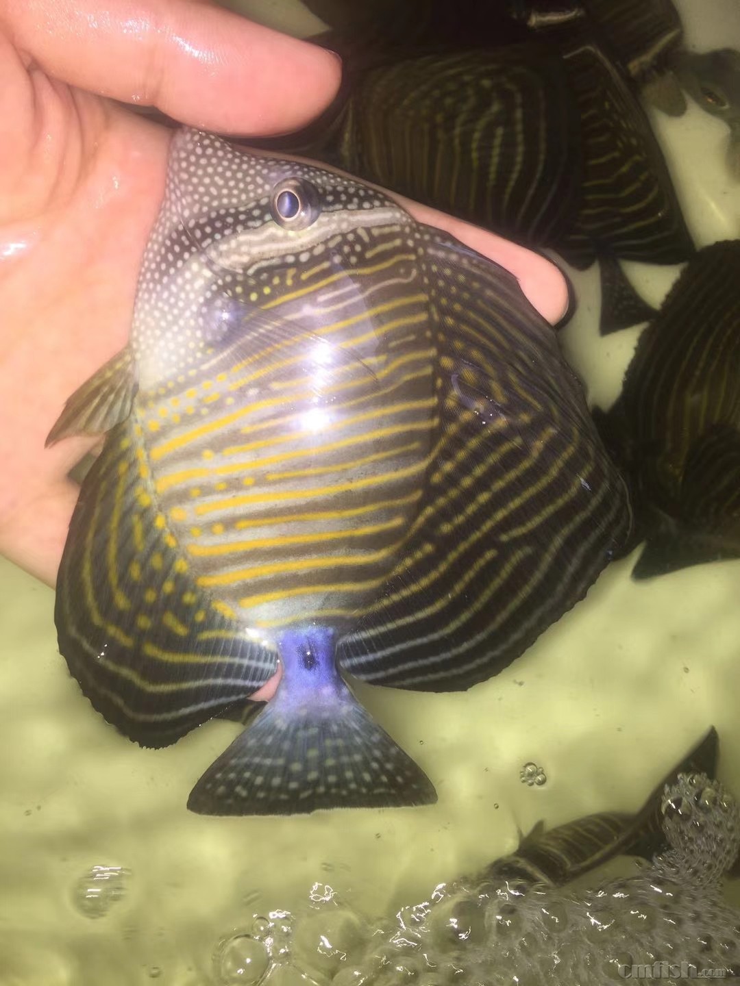 8月17日今天周五国王神仙,女王,法仙,美国石美人,美国鬼王,紫蓝吊等