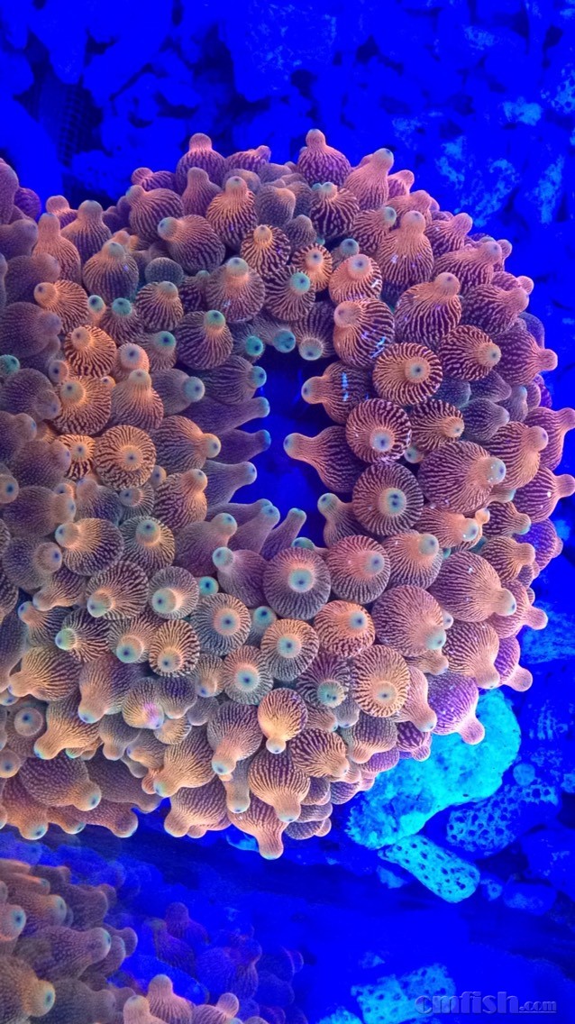 卖家秀梦幻红奶 - lps珊瑚及软体 - cmf海友论坛 - powered by discuz