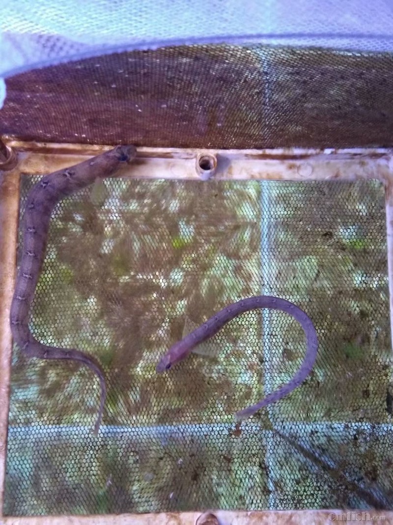 方氏云鳚高粱叶鱼面条鱼