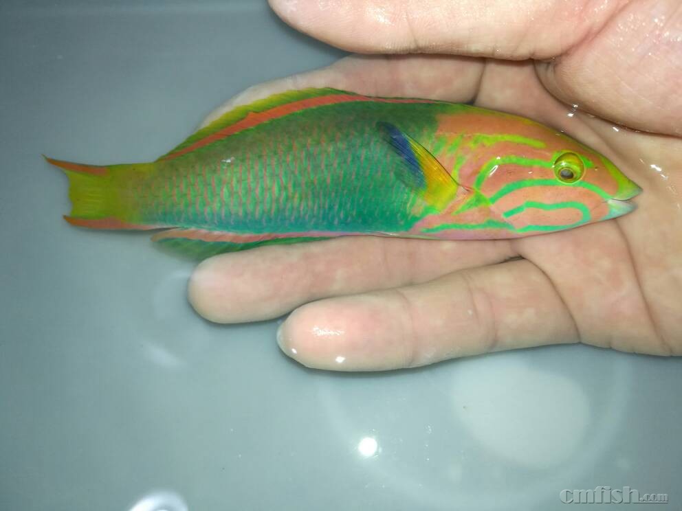 30火背仙,2b鱼大量到货