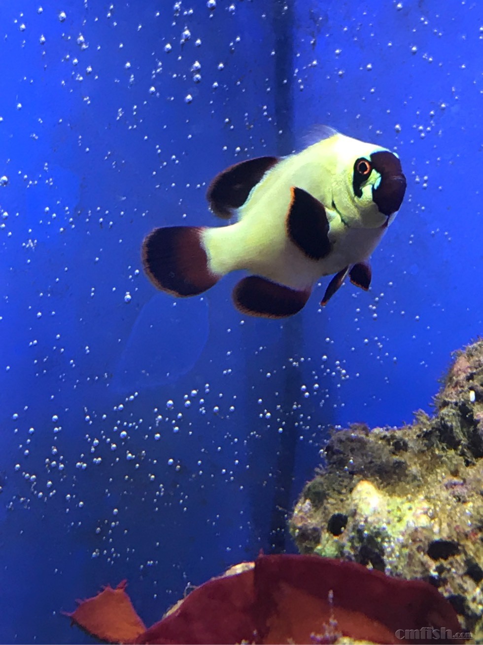 坐标上海彭浦新村 出一条已发色金砖小丑