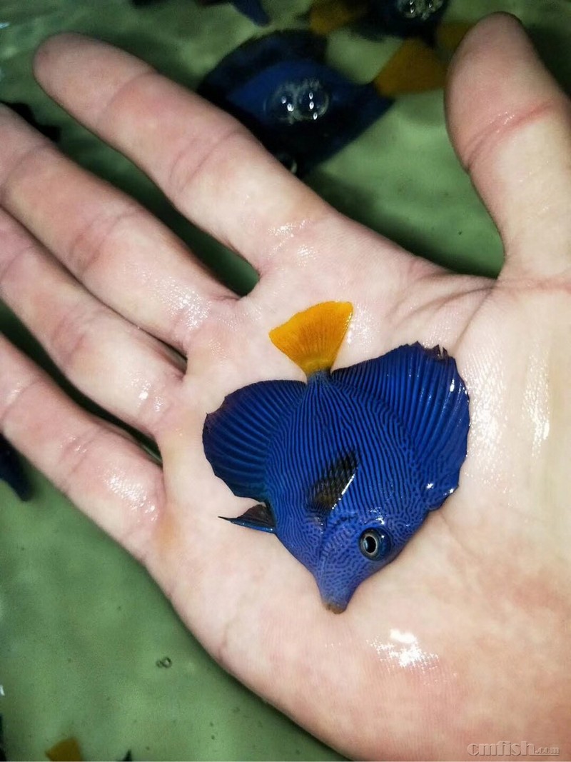 m.r. 美国线鱼类特惠!黑帽鬼王450!