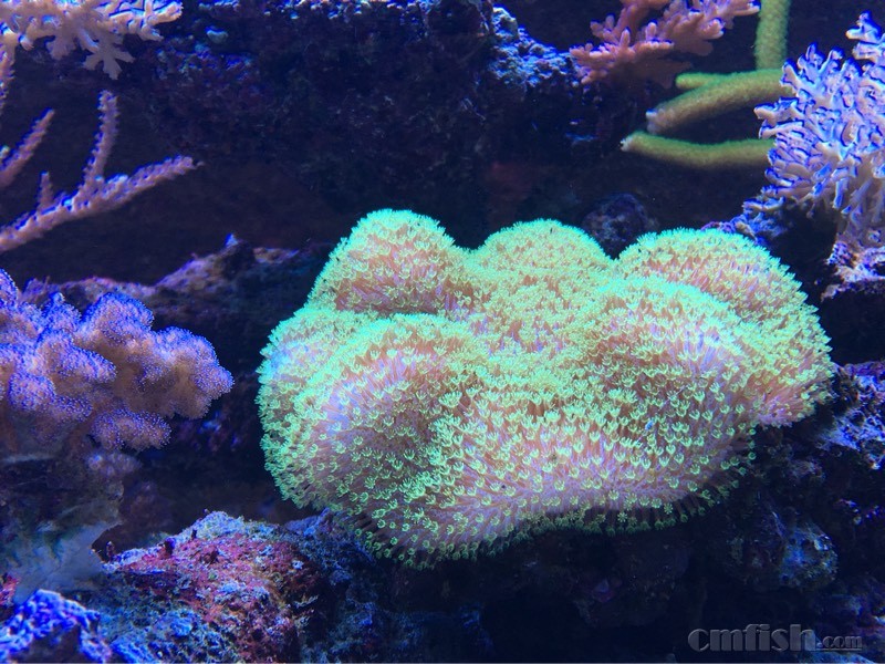 202009lc7mn14s8z26ffmn.jpg