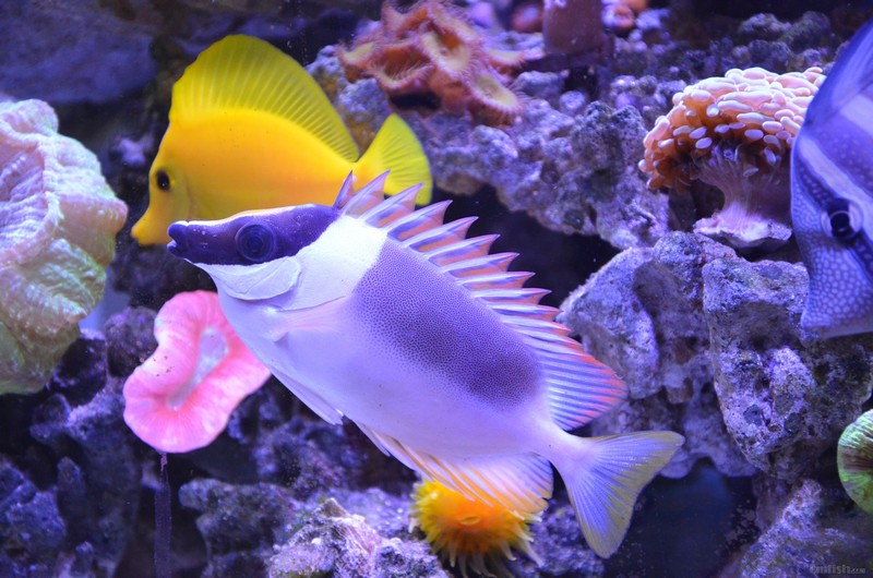 出骑士七彩狐狸大帆巴黎天使 - 北京海鱼之家 - cmf海友论坛