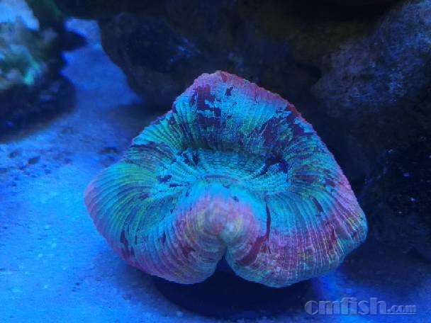 083138upttnfp7cm497cc0.jpg