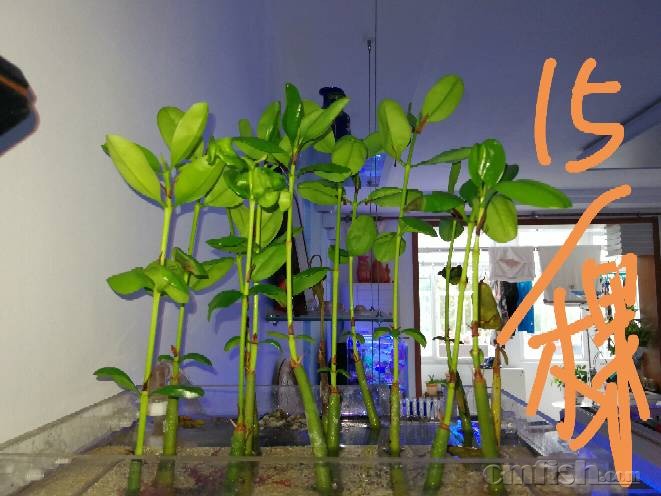 平谷出红树,普通试水珊瑚,绿水螅,绿纽扣,日草.