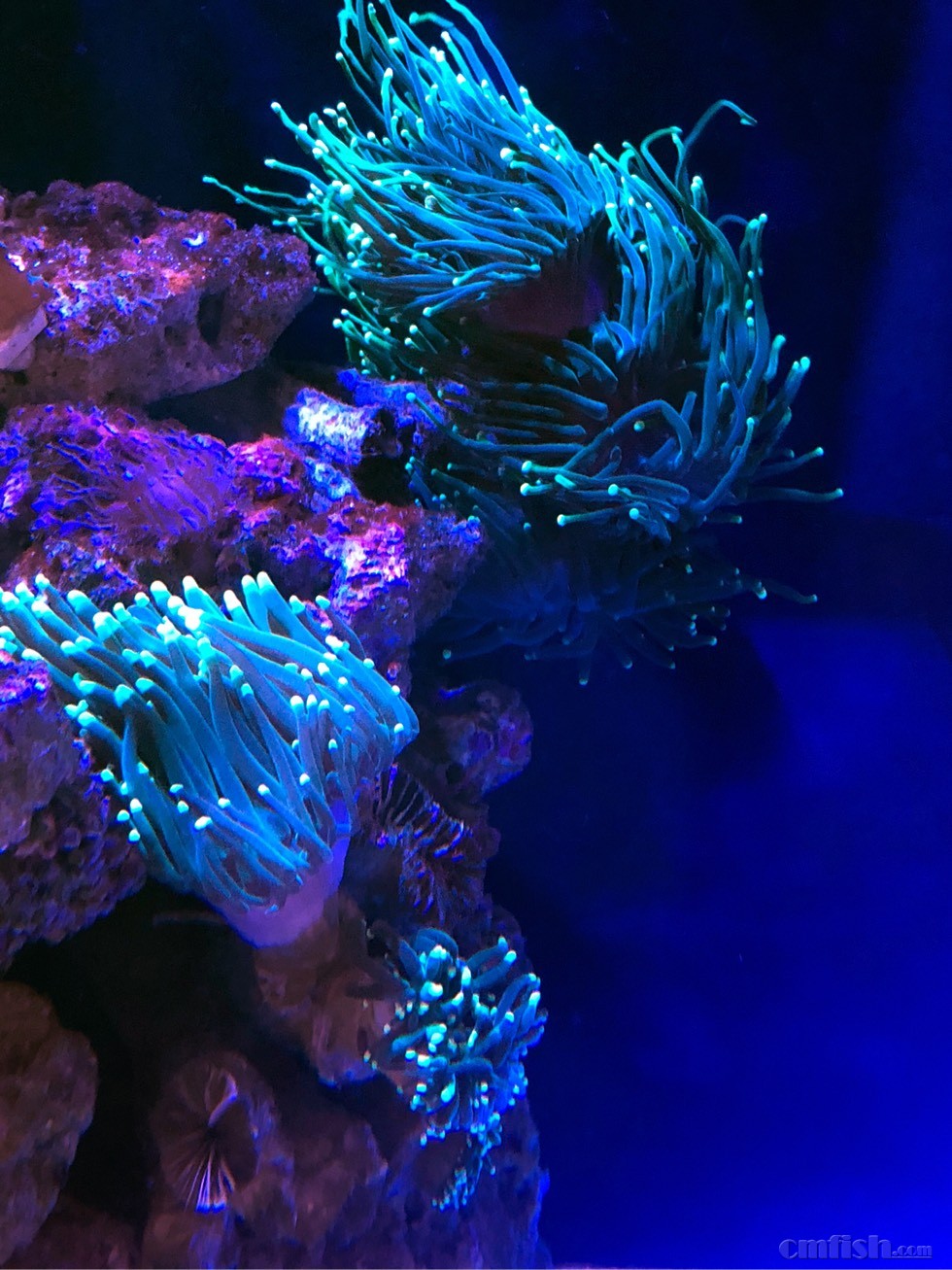 出软体lps,绿头绿杆火柴,两个,每个100,绿杆粉头火柴400,猪腰300