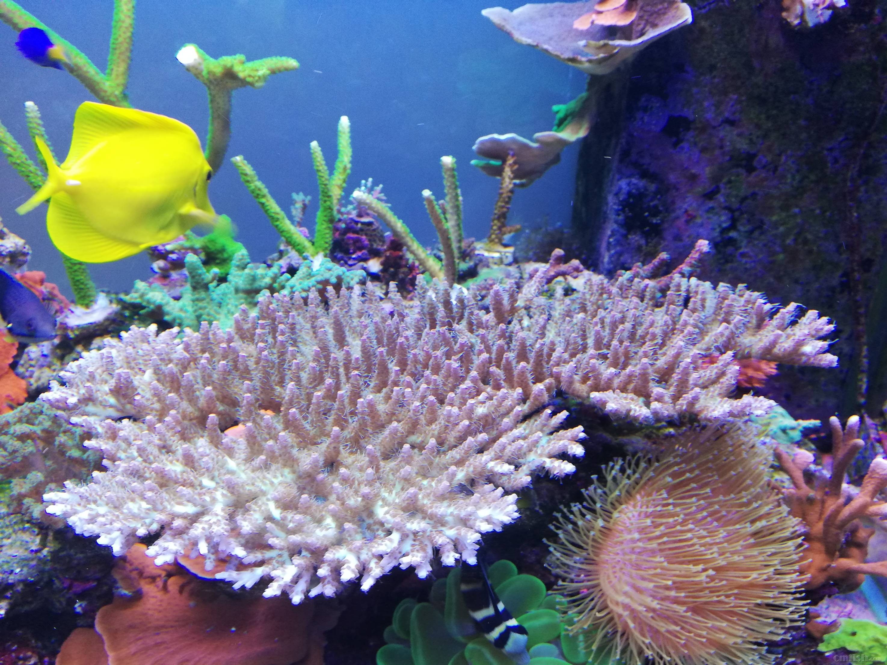 这珊瑚上有个小洞洞,是怎么了?