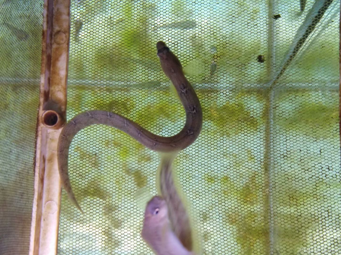 方氏云鳚(高粱叶鱼,面条鱼)