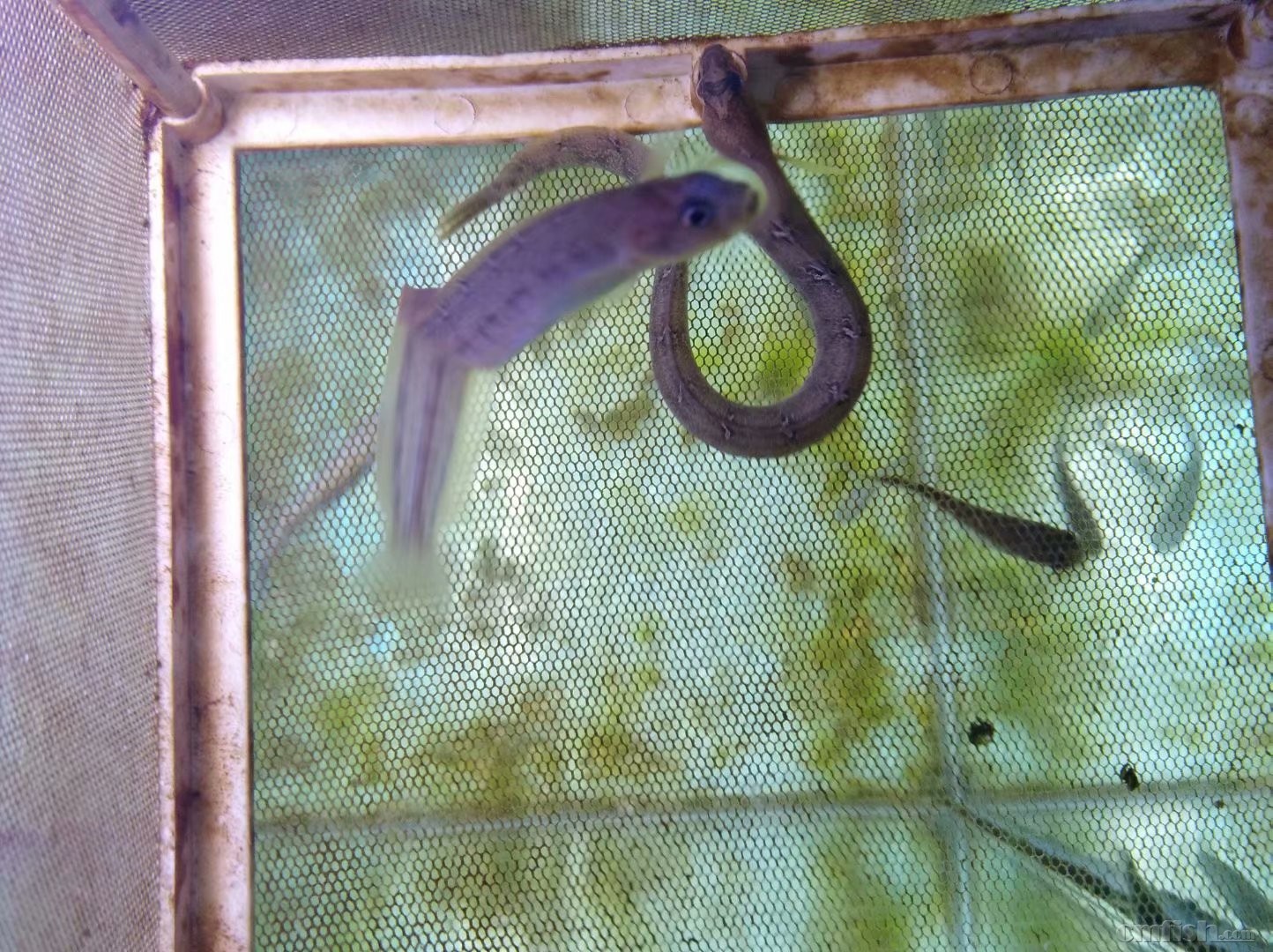 方氏云鳚高粱叶鱼面条鱼