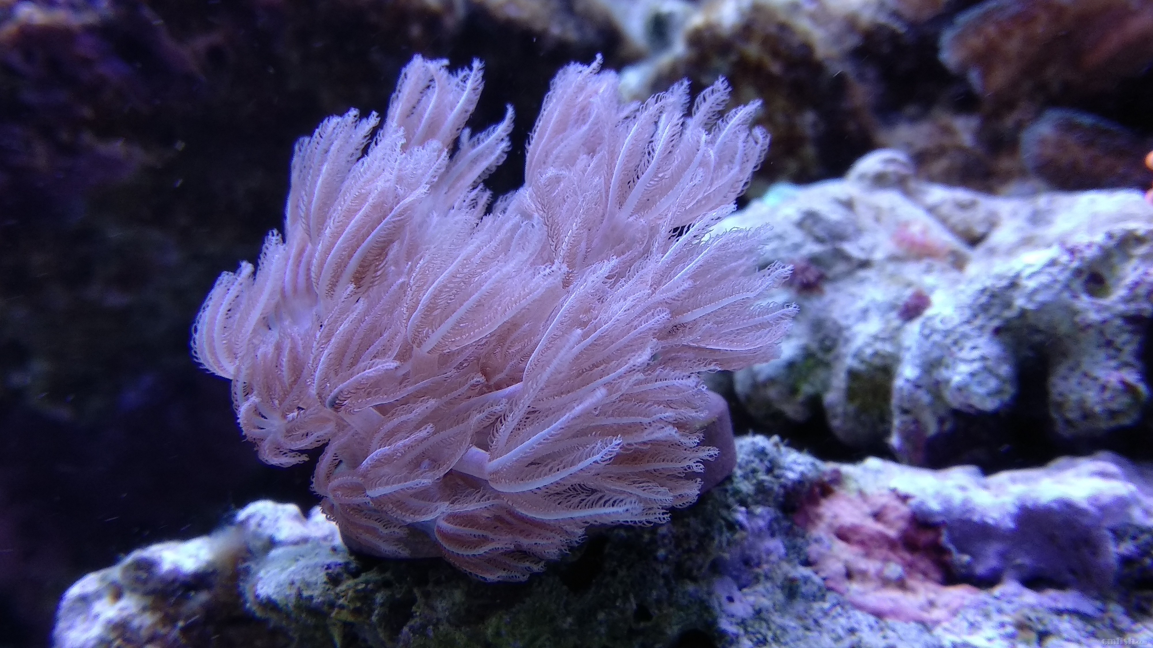 替朋友出售些闪千手