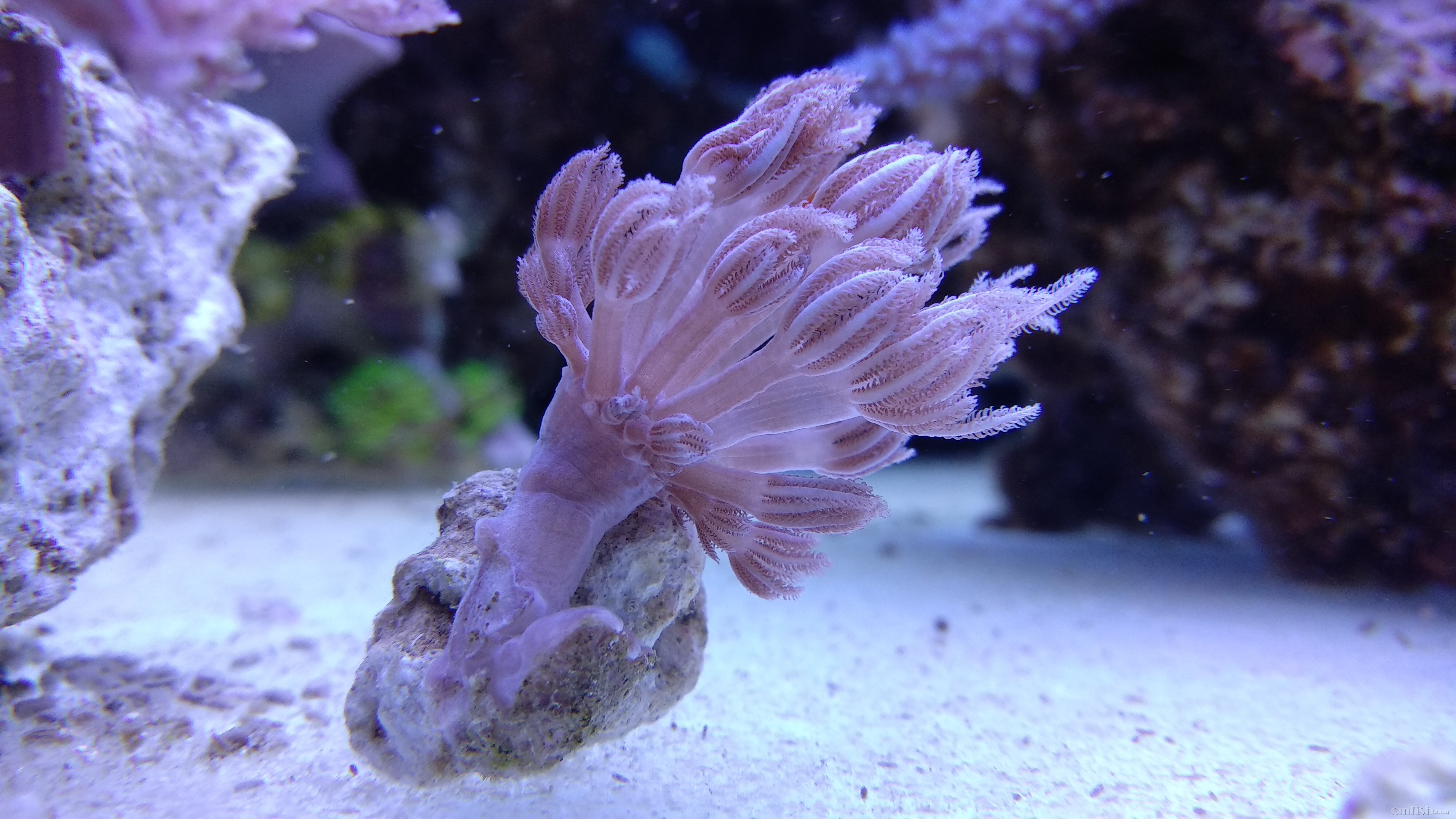 替友出闪千手,gif格式闪动效果图 - 北京地区 - c