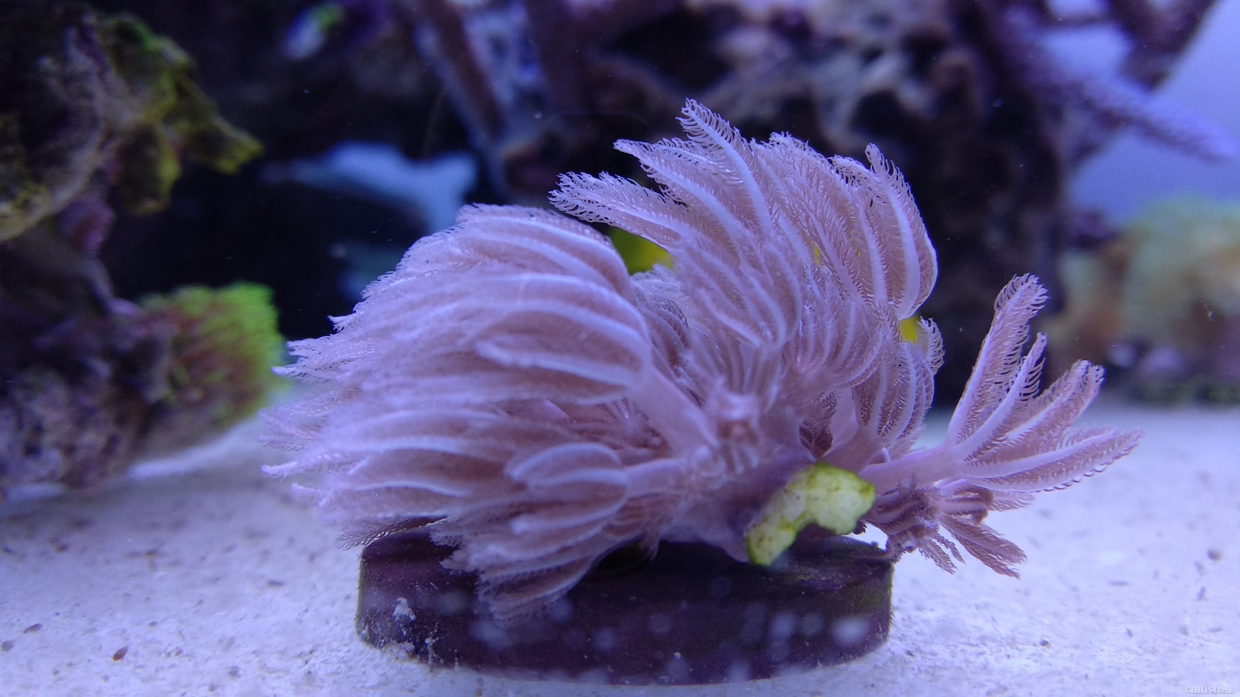 替友出闪千手,gif格式闪动效果图 - 北京地区 - c