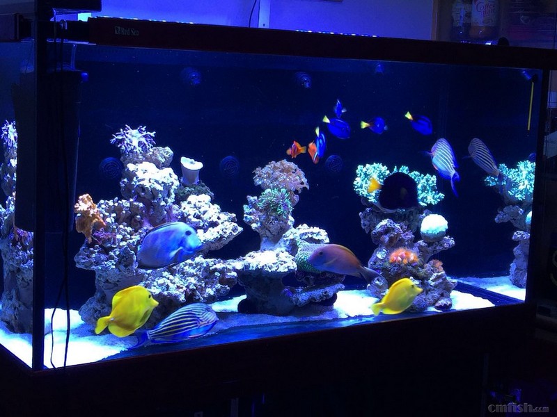 上岸出红海海缸redseamaxs500