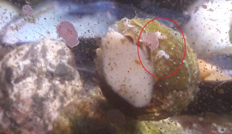 snail?