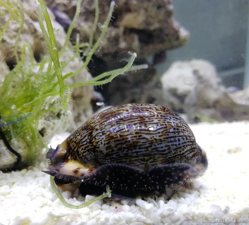 关于亚洲宝螺的一些知识,误区,以及正确的饲养使用方式