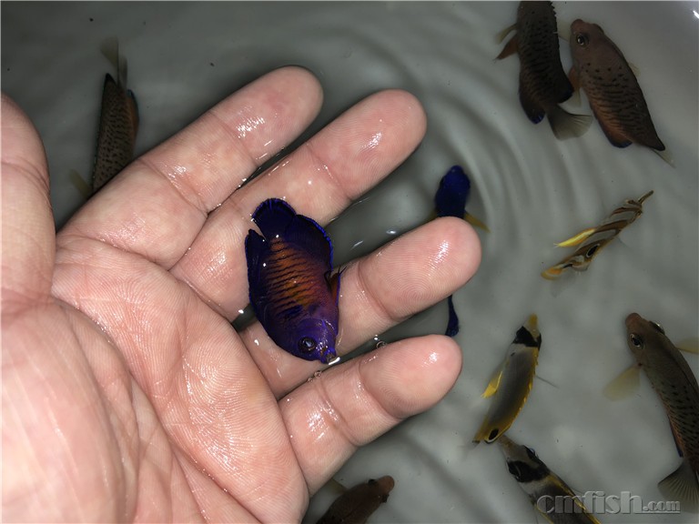 广州海峰水族-专业海水鱼珊瑚批发 - cmf海友论