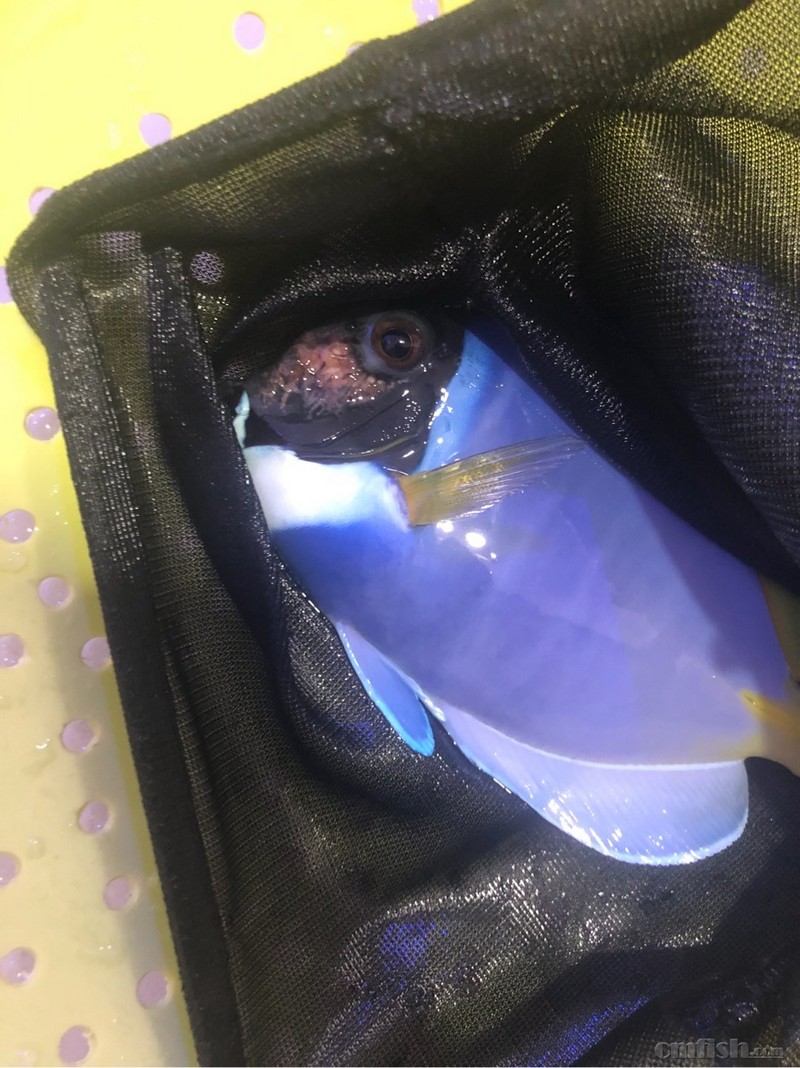 请大神帮忙看看是啥病,该咋治疗,谢谢