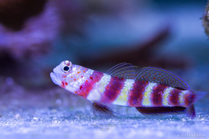 枝状造景 无沙 金卤这些因素导致了前所未有的清晰的红斑节虾虎